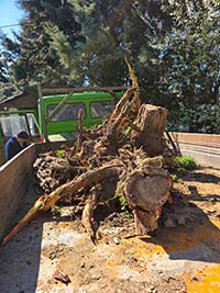 usluga vadjenja panjeva